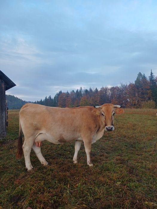 De vânzare un tăuraș și 3 vaci bune de ținut