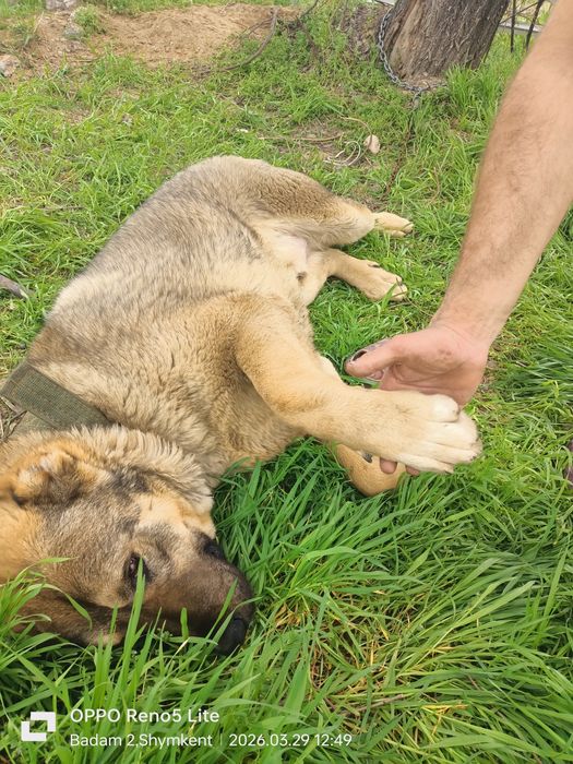 Алабай шено на продаже