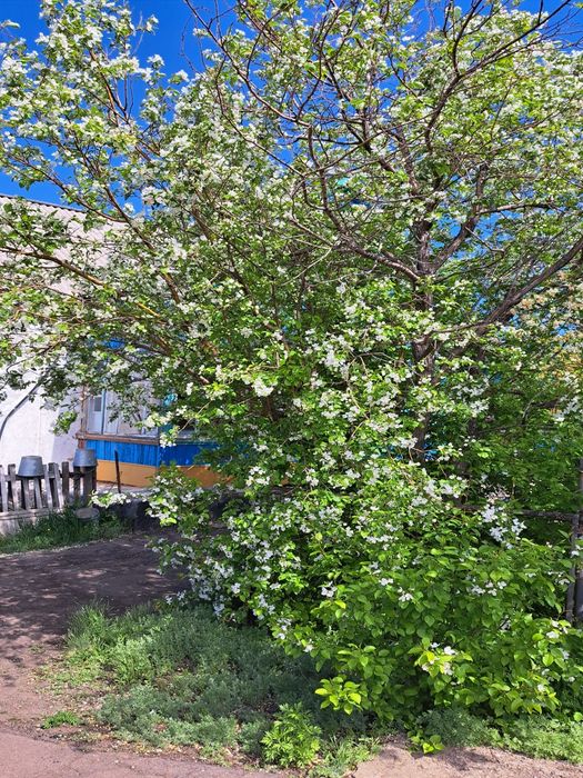 Продаётся  дом в с.Чаглинка