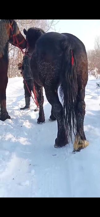 De vânzare doua iepe garantate și de ham 5 ani câte una det la telefon