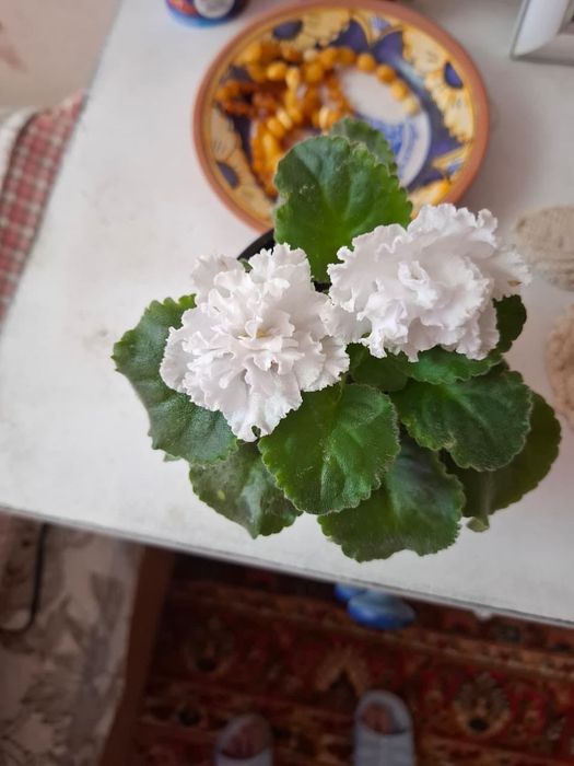 Комнатные растения