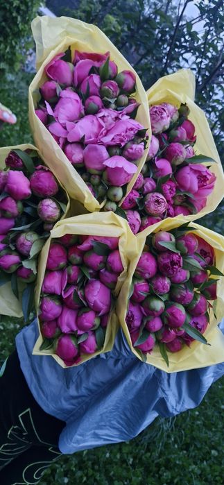 Пионы ароматные свежие