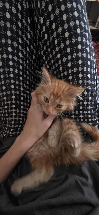 Котенок! У лотку приучен