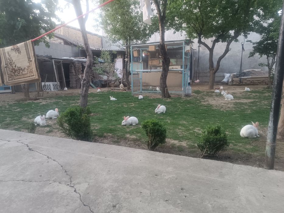 Hikol quyonlar sotiladi