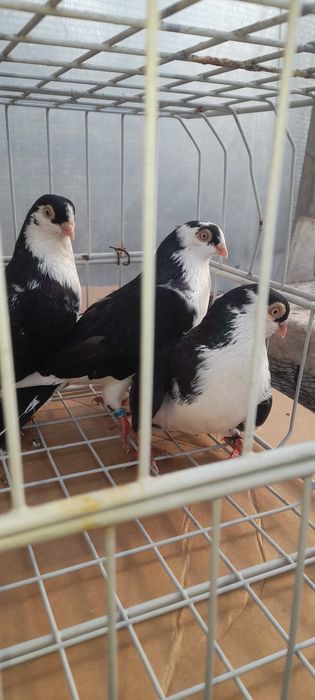 Porumbei jucători galateni