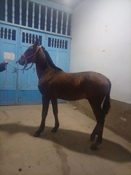 Toy sotiladi 10 oylik