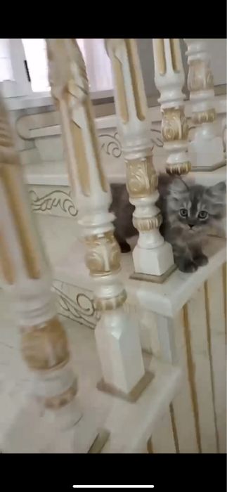 Scottish fold и scottish strayt