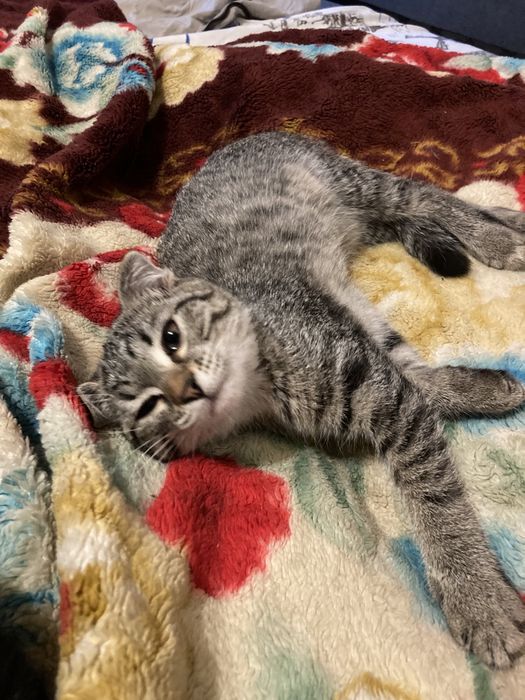 Котята по 2 месяца
