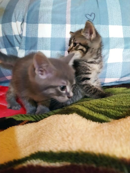 Отдам даром шотланские котята и их мама