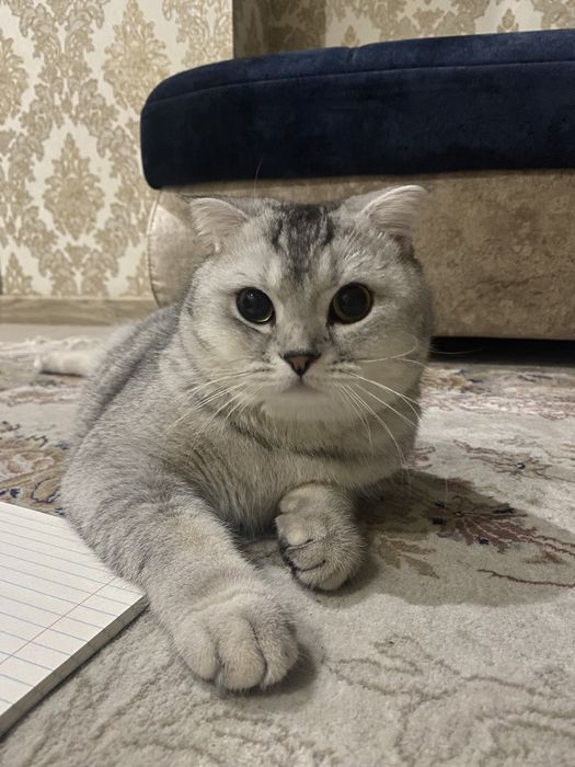 Black silver shaded color (BRI ns11)