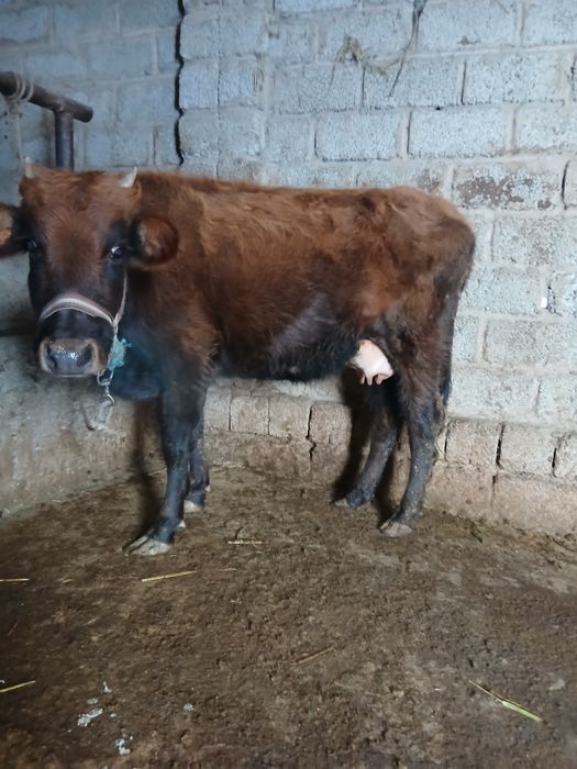 Срочни она бола сигр сотлади ювош