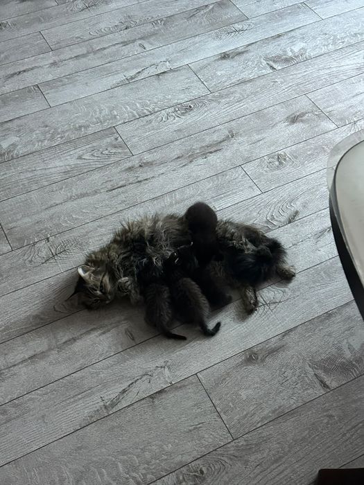 Отдам в добрые руки