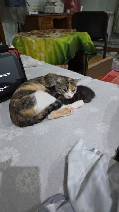 Кошечка ищет любищую семью