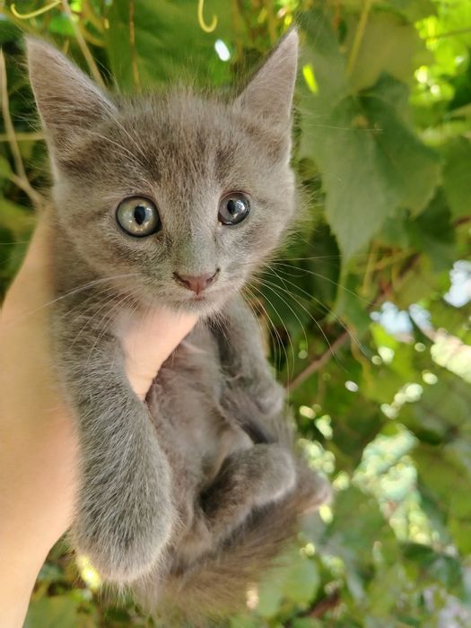 Котята мальчик и девочка в добрые руки, бесплатно