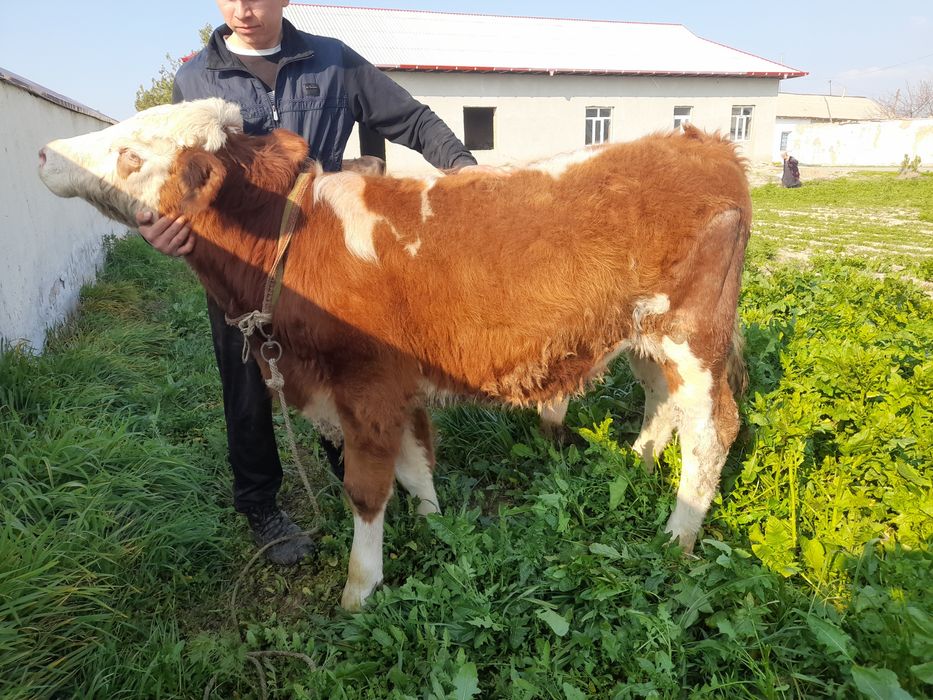 Simmental buqacha Sotiladi 115 + balandligi 8 oylik Toza qonli Naslga
