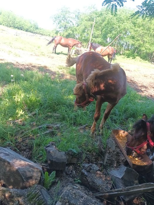 Vand 2 manji de 5 luni si 6 lumi