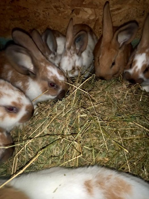 Va nd  iepurași  maturi și tineret