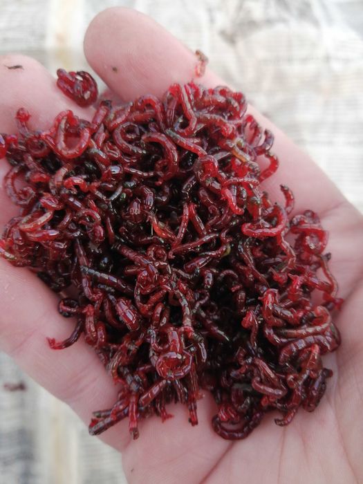 Мотыль крупный, свежий