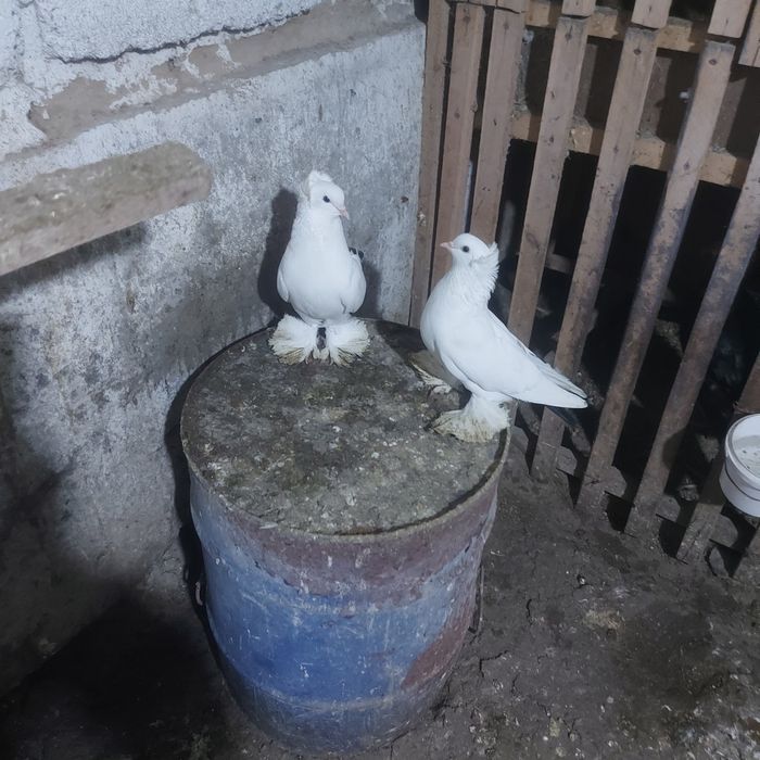 Чернахвость чубати обрезные старапародный