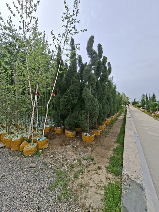 Xarxil turdagi manzarali ko‘chatlar