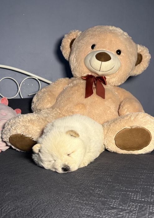 Chow chow fetiță adorabila