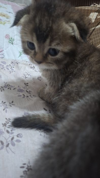 Продается котята шиншиллы