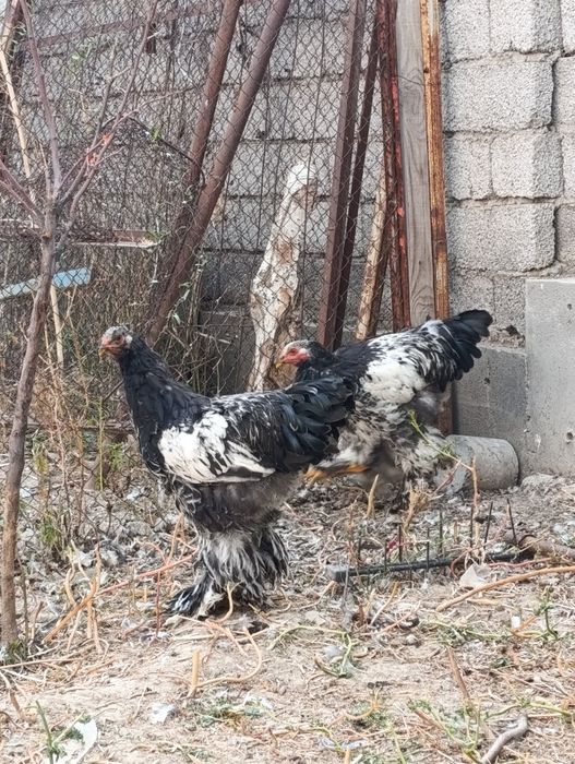 Brama tochkali xorozla