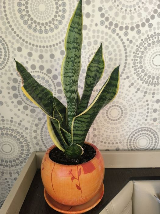 Продам сансиеверию