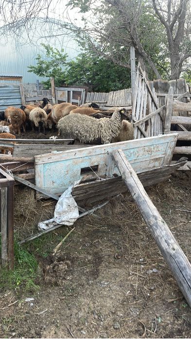 Продам  баранов