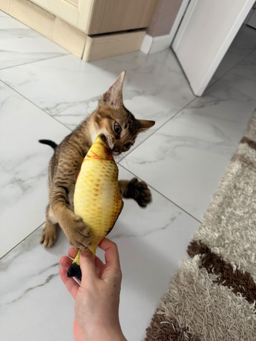 Продам породистого котенка