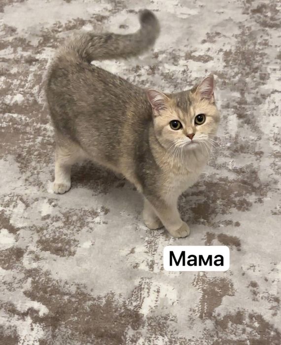 Шиншилла котенки / Shinshilla sotiladi