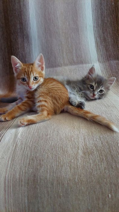 Котята девочки в добрые руки