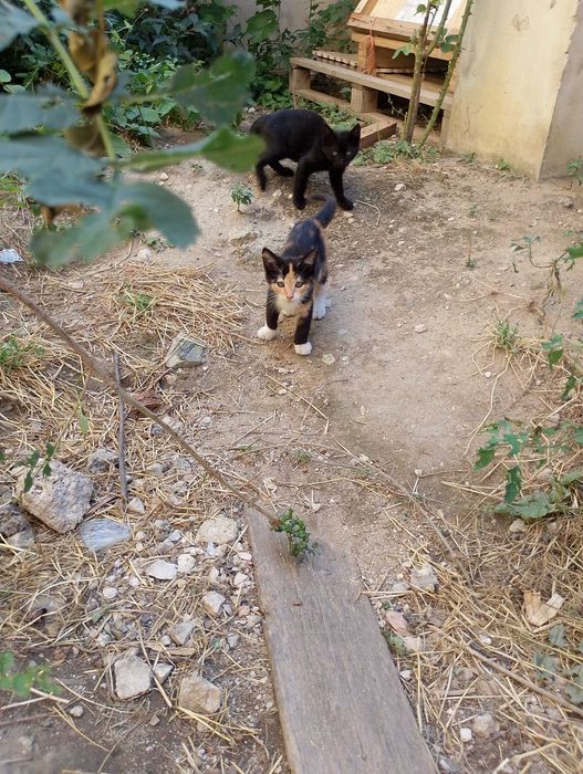 Подарявам котета