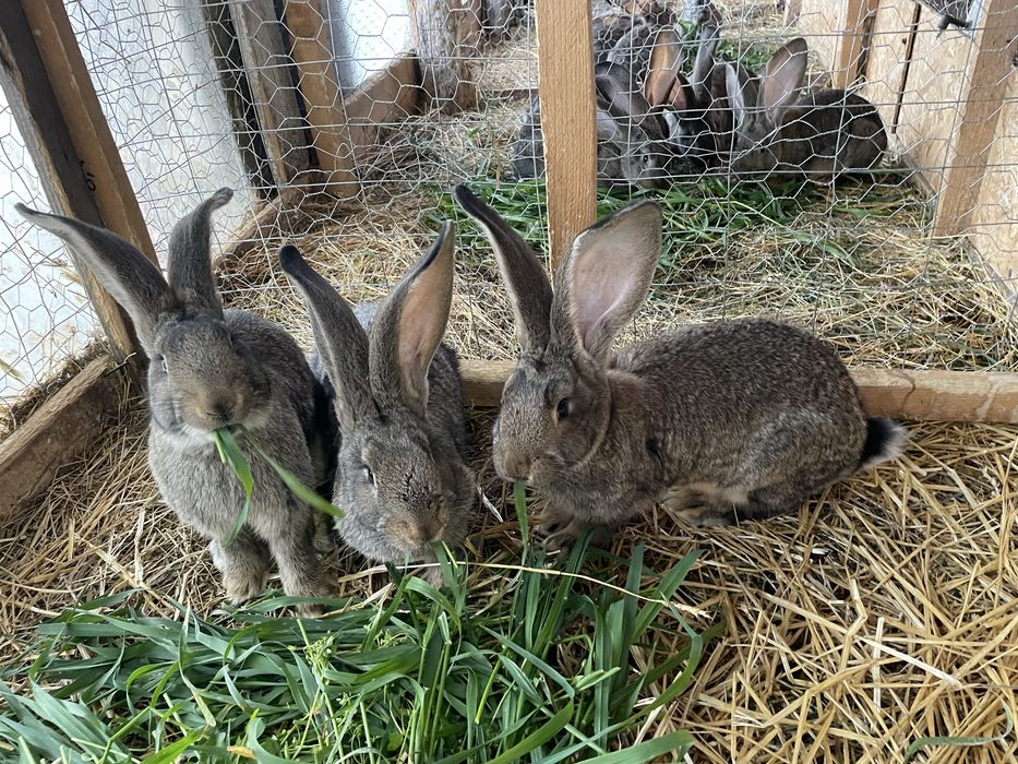 Iepuri Rasă Uriaș German