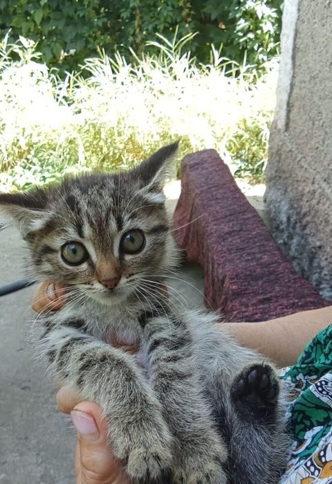 Котята мышелов  очень милые