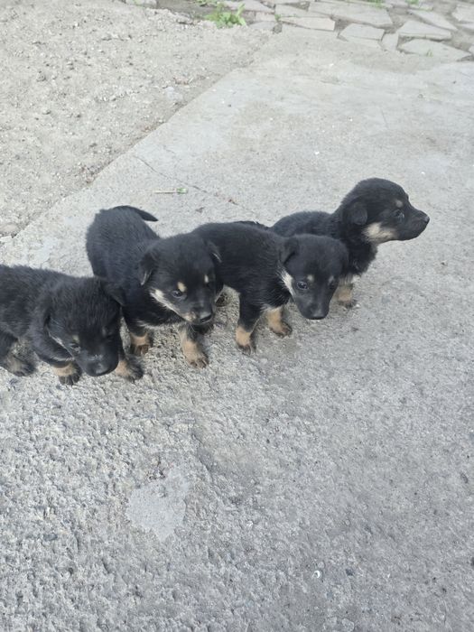 Отдам щенят в хорошие руки 3 девочки