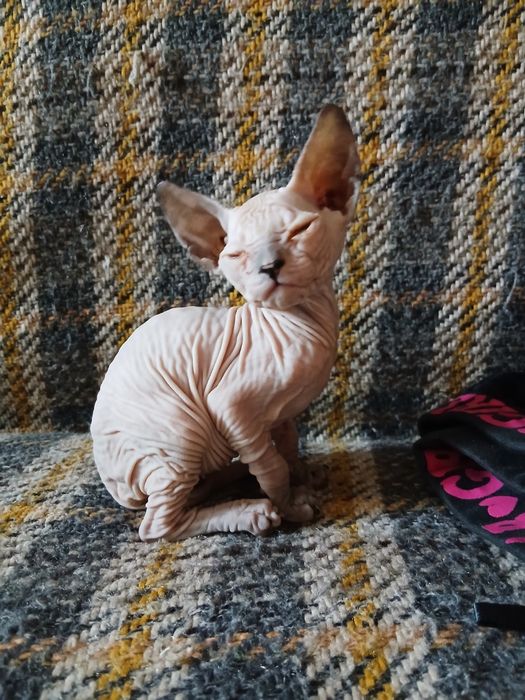 Продам милых котят.