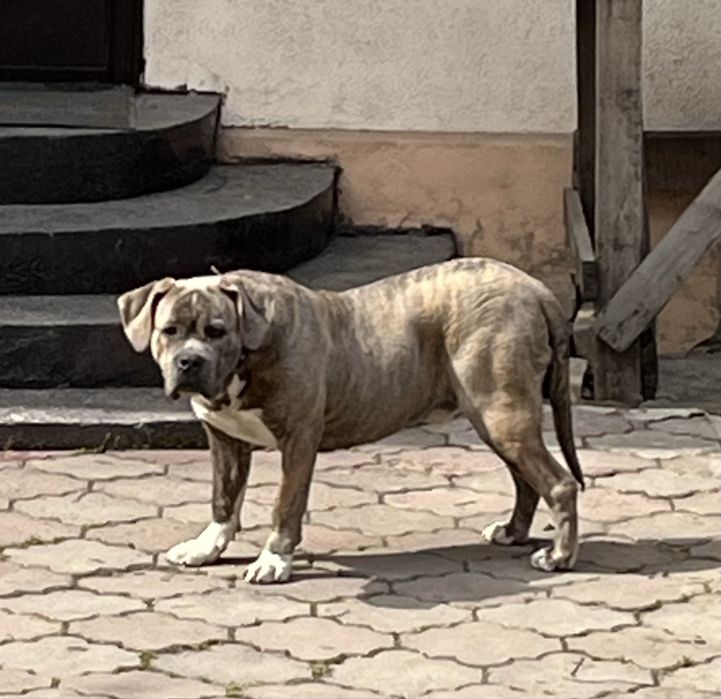 Стаффорд кобель, мощный.