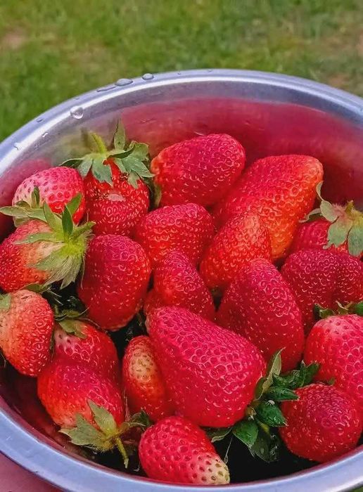 Vând drajoni de zmeură polka si stoloni căpsuni