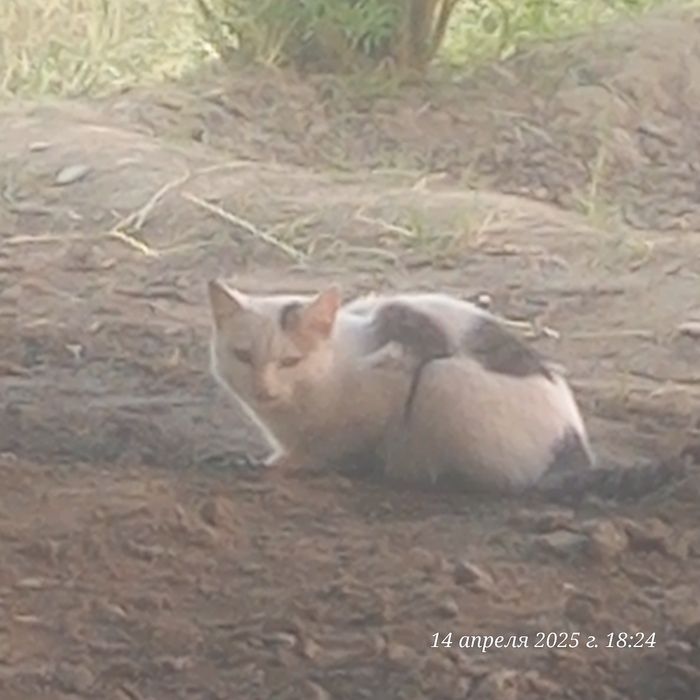 Аёл ва эркак мушуклар   мехрибон кулларга берилади.