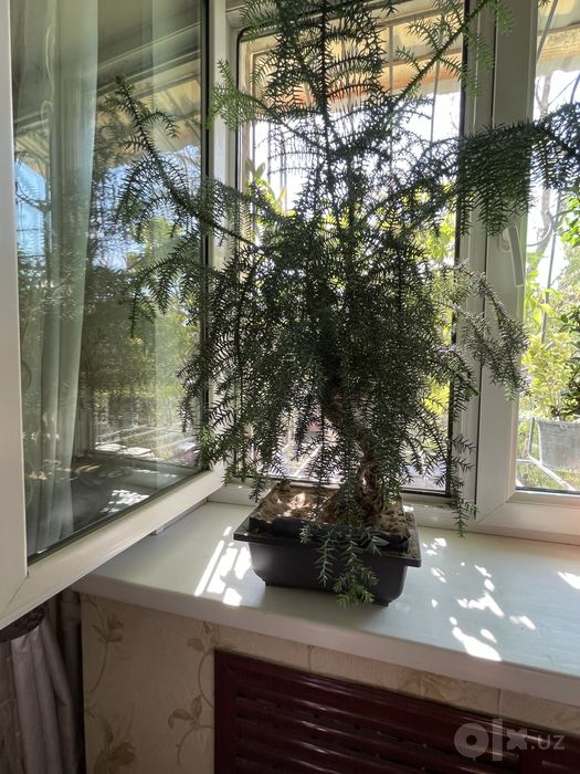 Бонсай араукария продается