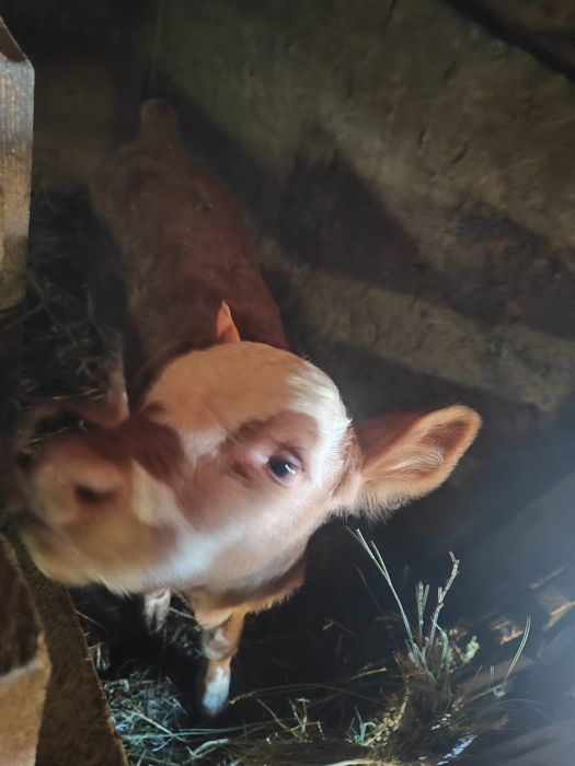 Продаю теленка "бычок"