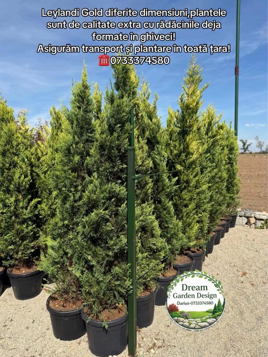 Vand plante ornamentale de calitate extra