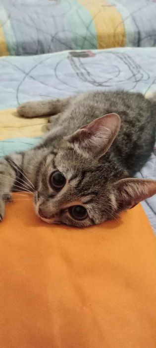 Подарявам малко котенце на около 3-4 месеца