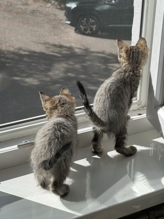 Отдам котят бесплатно