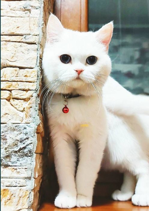 Кот шотландский страйт на вязку