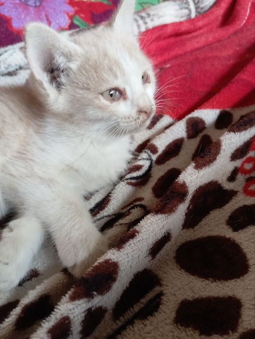 Котята даром в добрые руки