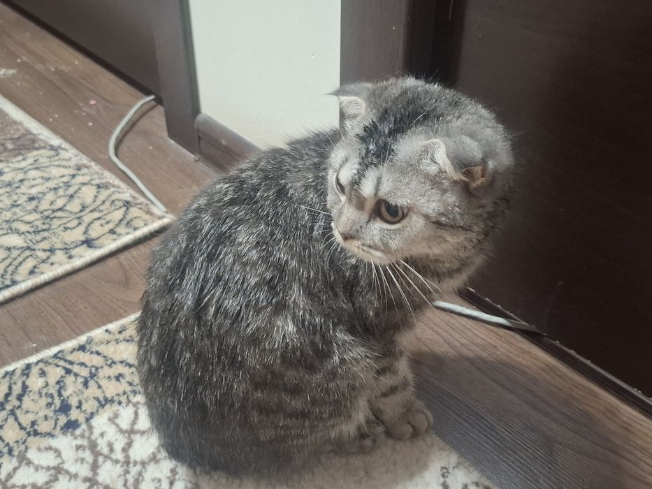 Срочна Кот и Кошка .Комплект .