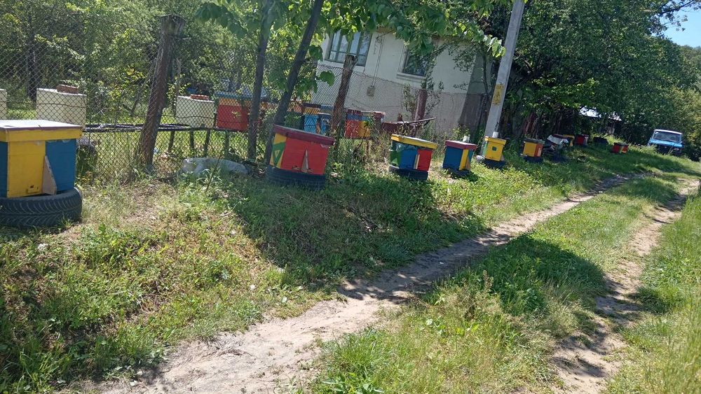 Vând roiuri, botci și mătci carpatine împerecheate!