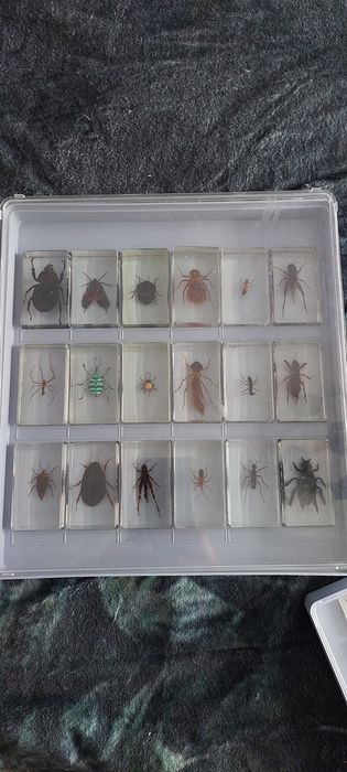 Буболечки цяла колекция